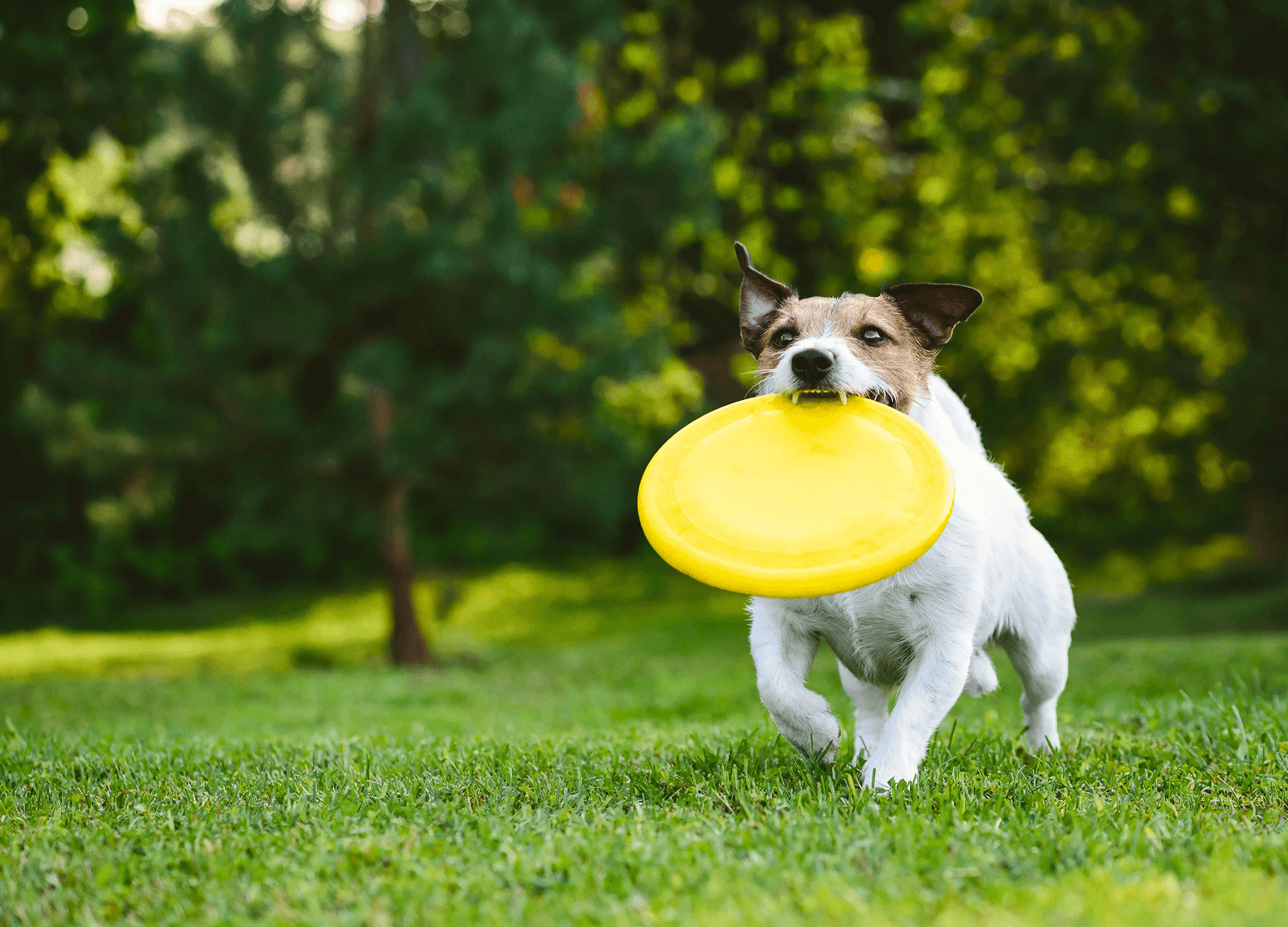 Pets-and-pet-care-55